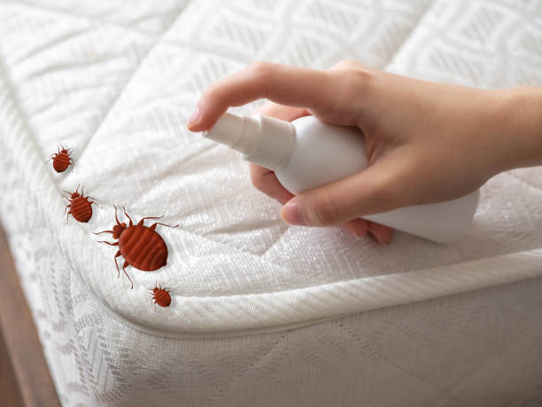 Best Cockroach Control Services  in Bellmead, TX