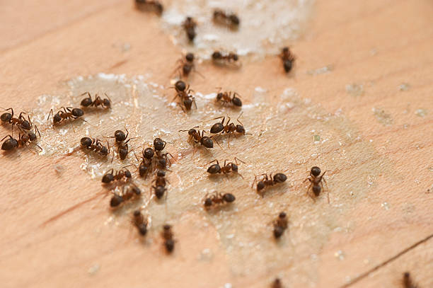 Flea Control Services in Bellmead, TX